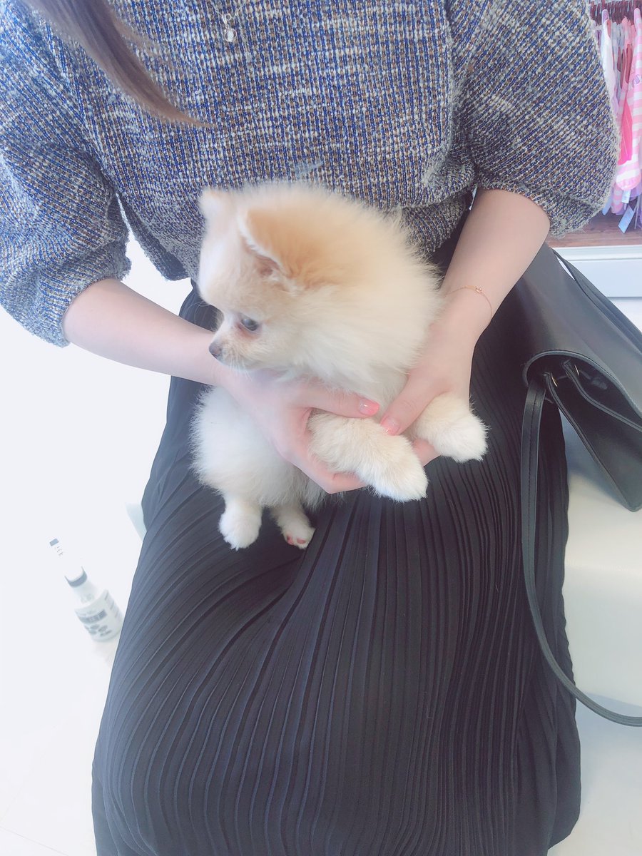 先日ぽめちゃんを見に行ってきたんですが、 この子、ポメラニアンと