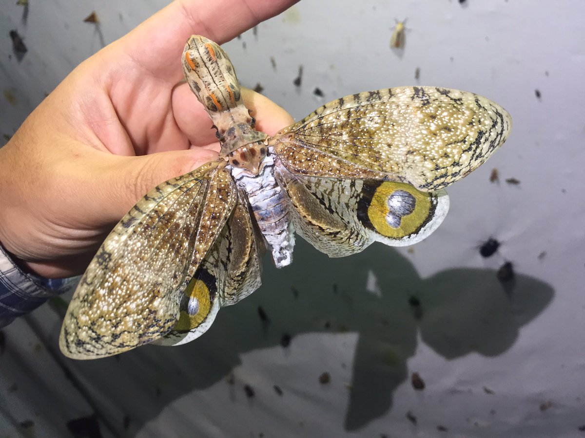 ユカタンビワハゴロモ（＾ω＾） フランス領ギアナにて。