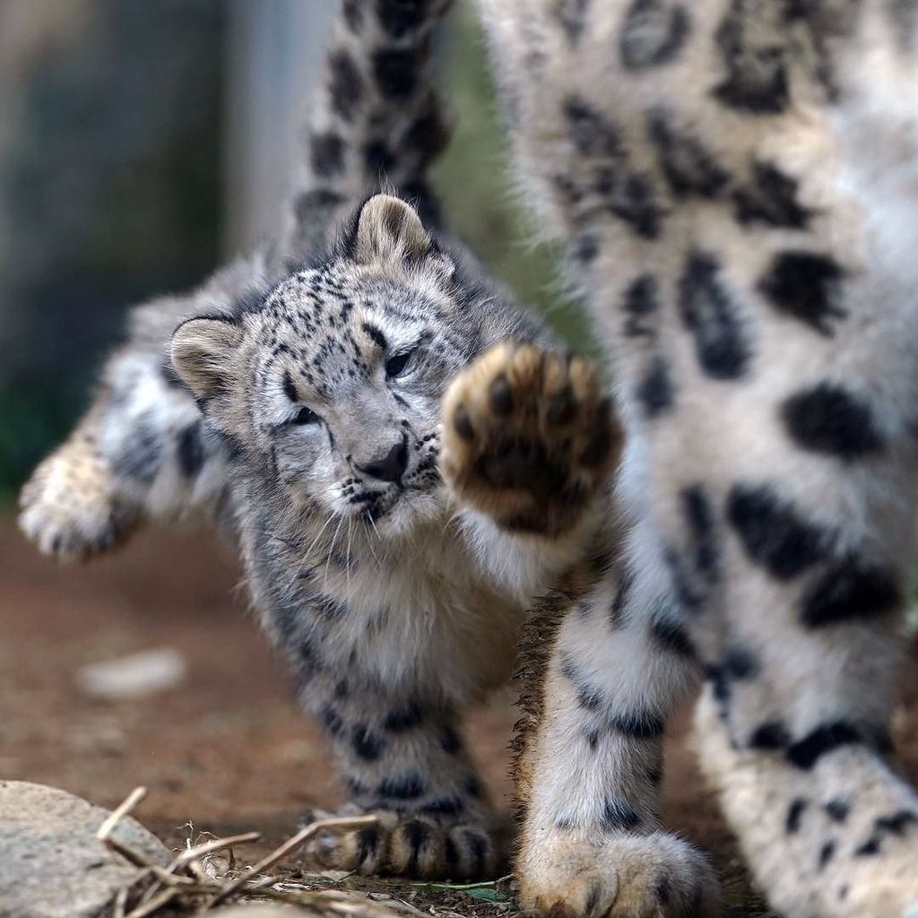 多摩動物公園のユキヒョウのフクちゃん。お母さん待って〜と、ミミの後