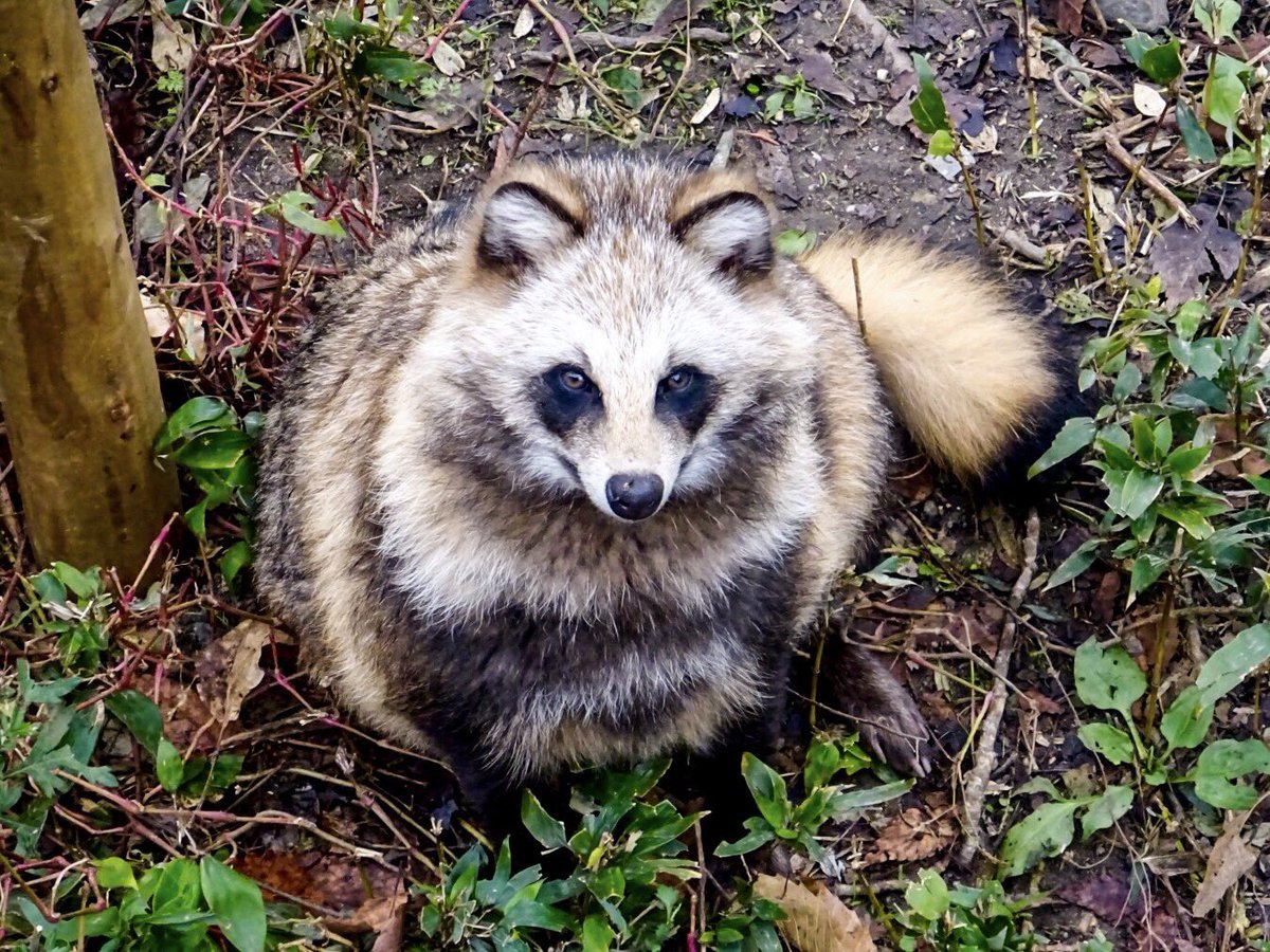 今日はタヌキさん目当てに東山動植物園に行ってきたんですが期待以上に