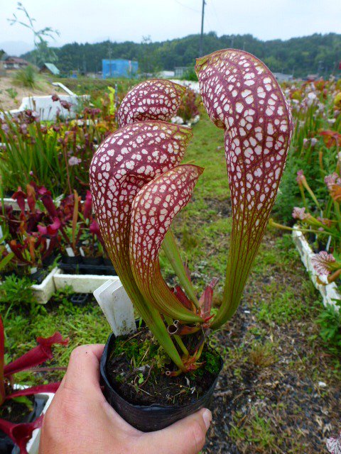 S.Issei 一正園作出の交配種、とても素晴らしい！！しかし残念なのは