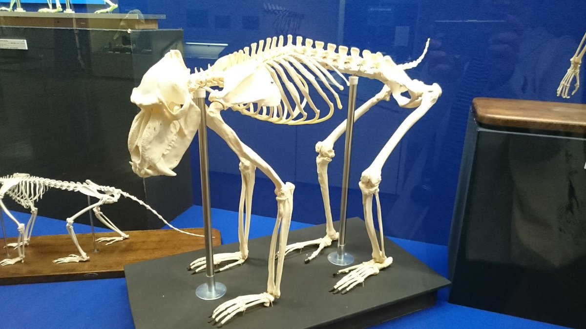 マンドリル！ 猿の骨格標本の中であなただけは頭骨で何かわかりまし