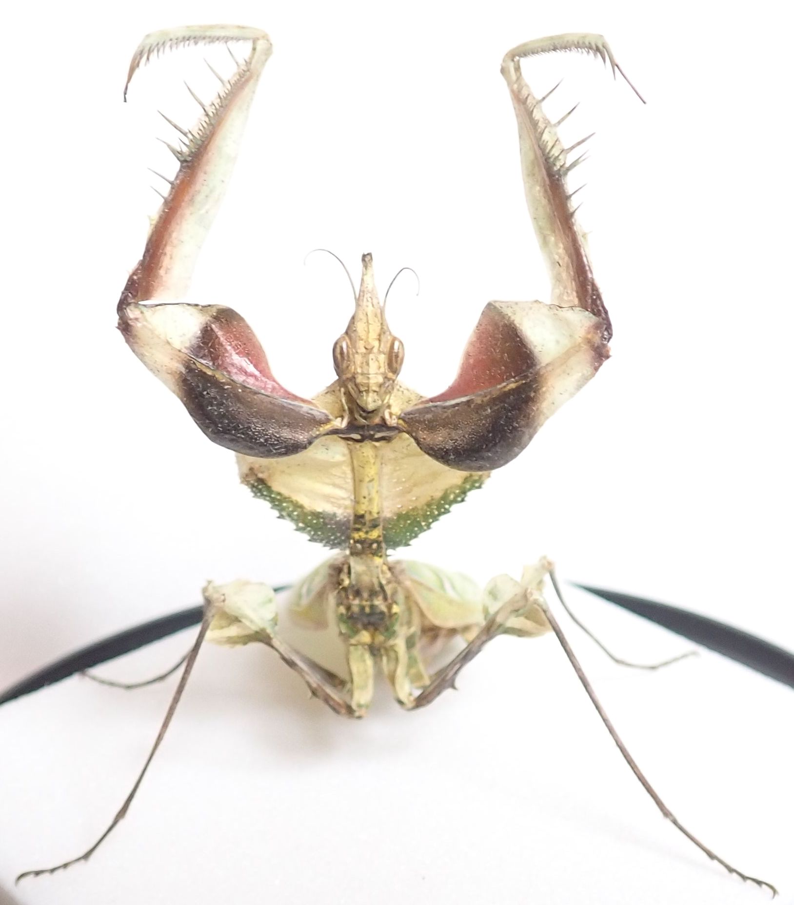 標本】ケンランカマキリ スパイダーマンティスレッドローチ