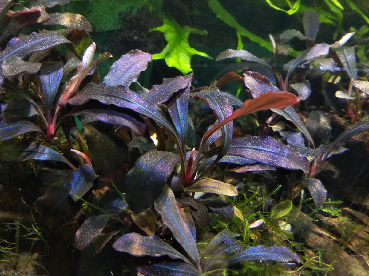 ブセファランドラspゴーストカリマンタン 3-4株 ブセファランドラsp