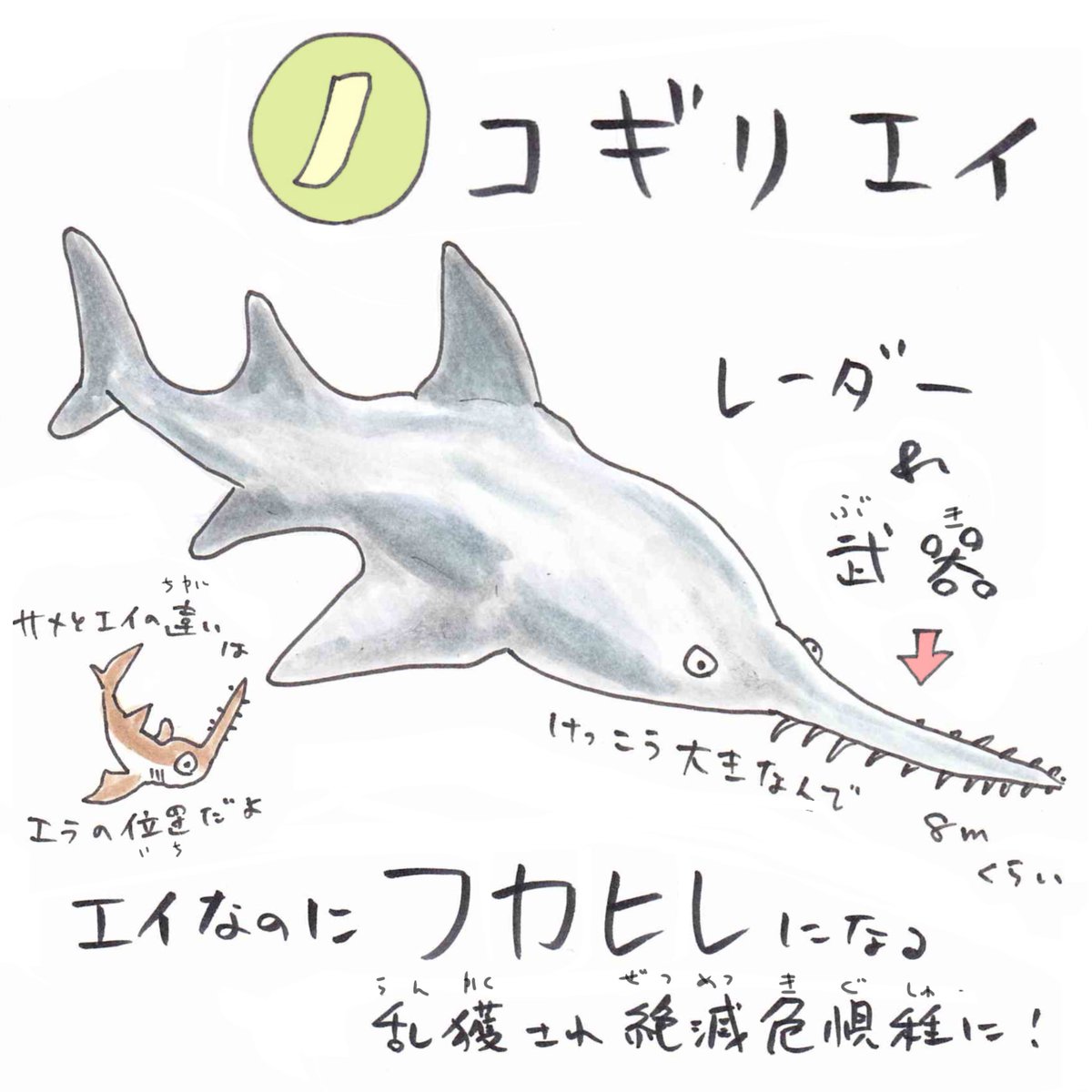 ノ】#ノコギリエイ 頭からニョキッと出たノコギリ状の吻（ふん）は