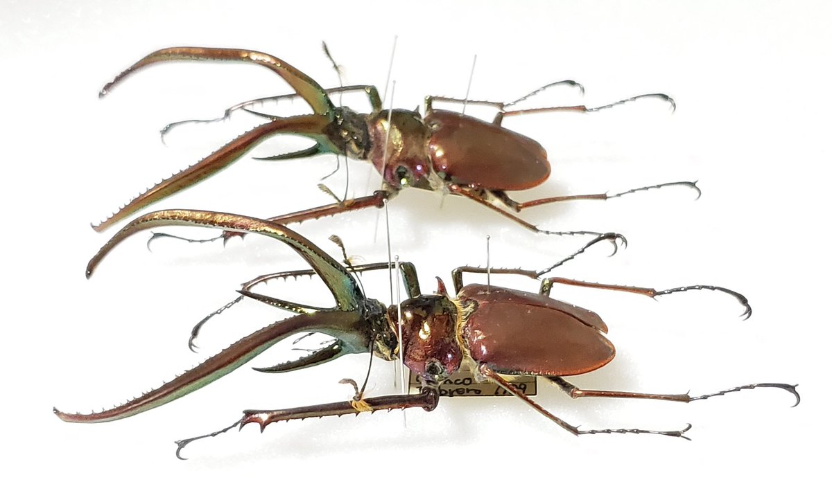 M*a様 【標本】コガシラクワガタ大型 ペア 76㎜36㎜ チリ産2001年4月