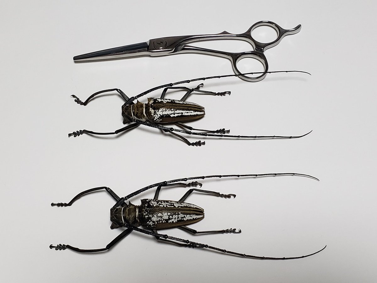 ウォーレスシロスジカミキリ こちらも多数頂いたので作成しました