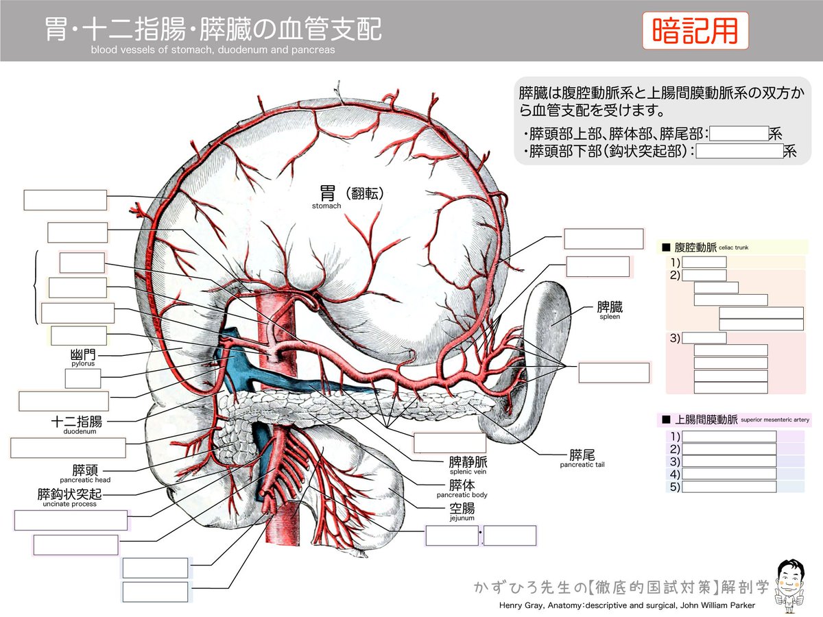 胃・十二指腸・膵臓の血管分布】 発生的に前腸が腹腔動脈に栄養され