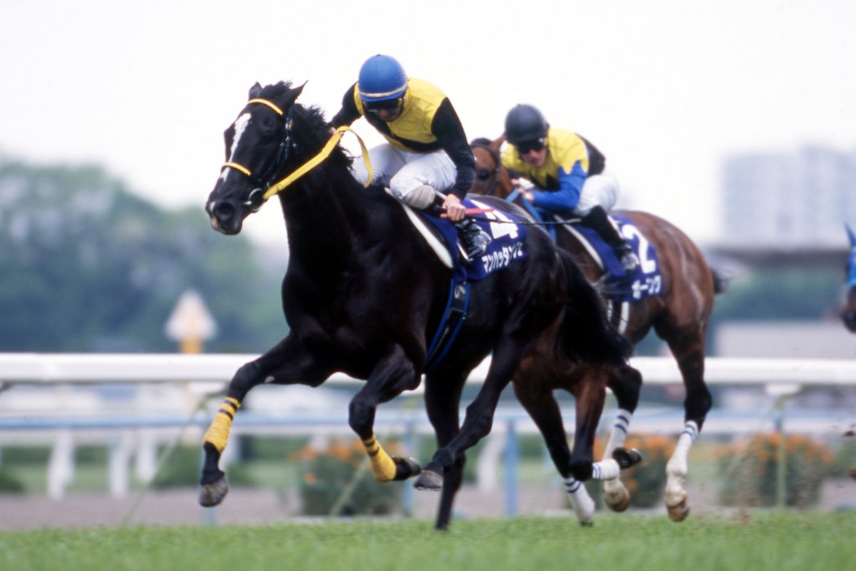 今日8月13日は、 #マンハッタンカフェ の命日です。現役時代に菊花賞