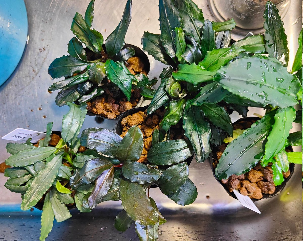 FzDCV4naUAEYEqv.jpg?format=jpg