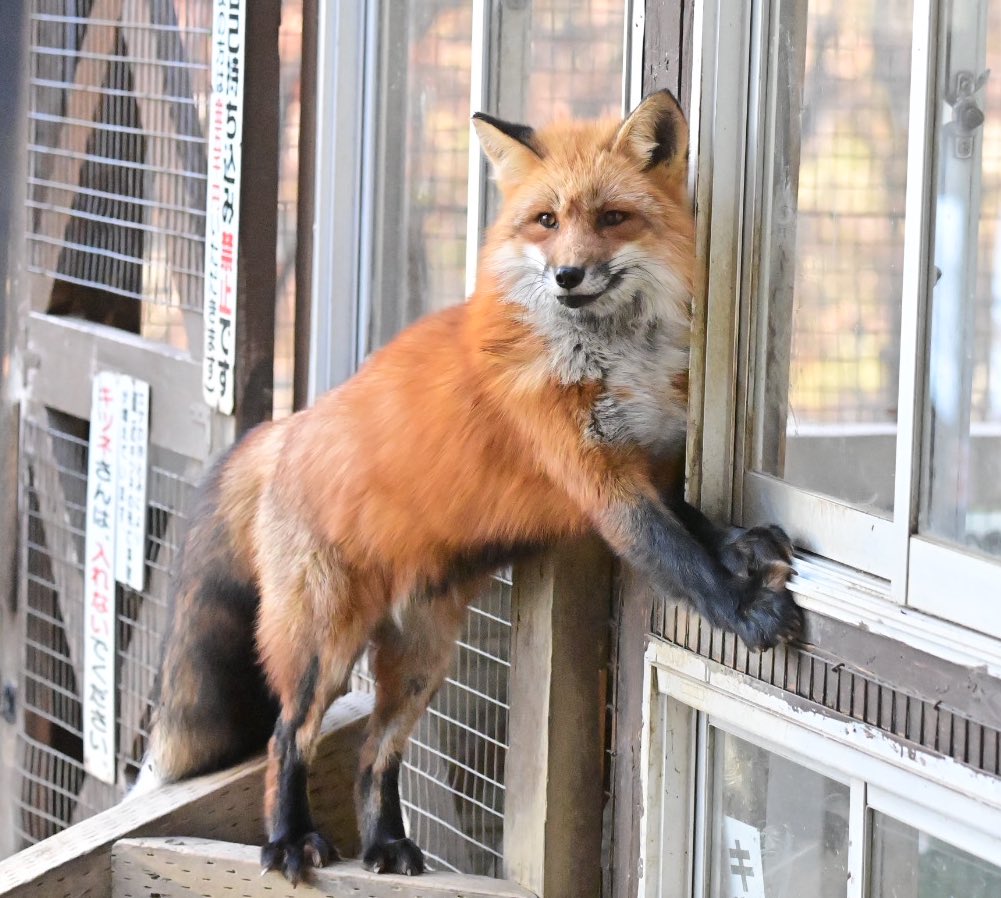 A：殿堂入りおきつね】 ぼくもはいりたい… #蔵王キツネ村 #きつね