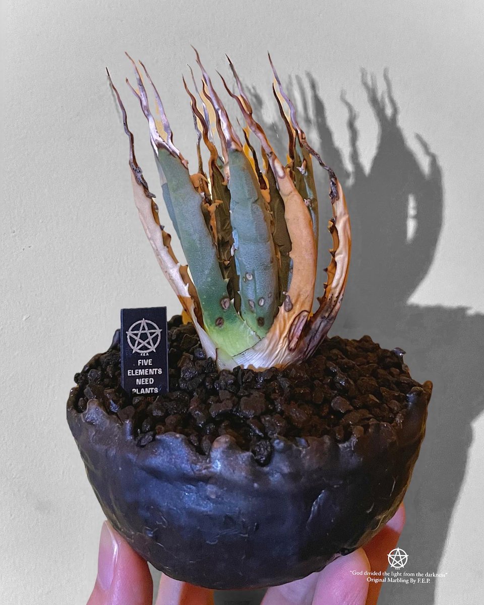 five elements plants マリア ファイブ エレメンツ プランツ F.E.P.