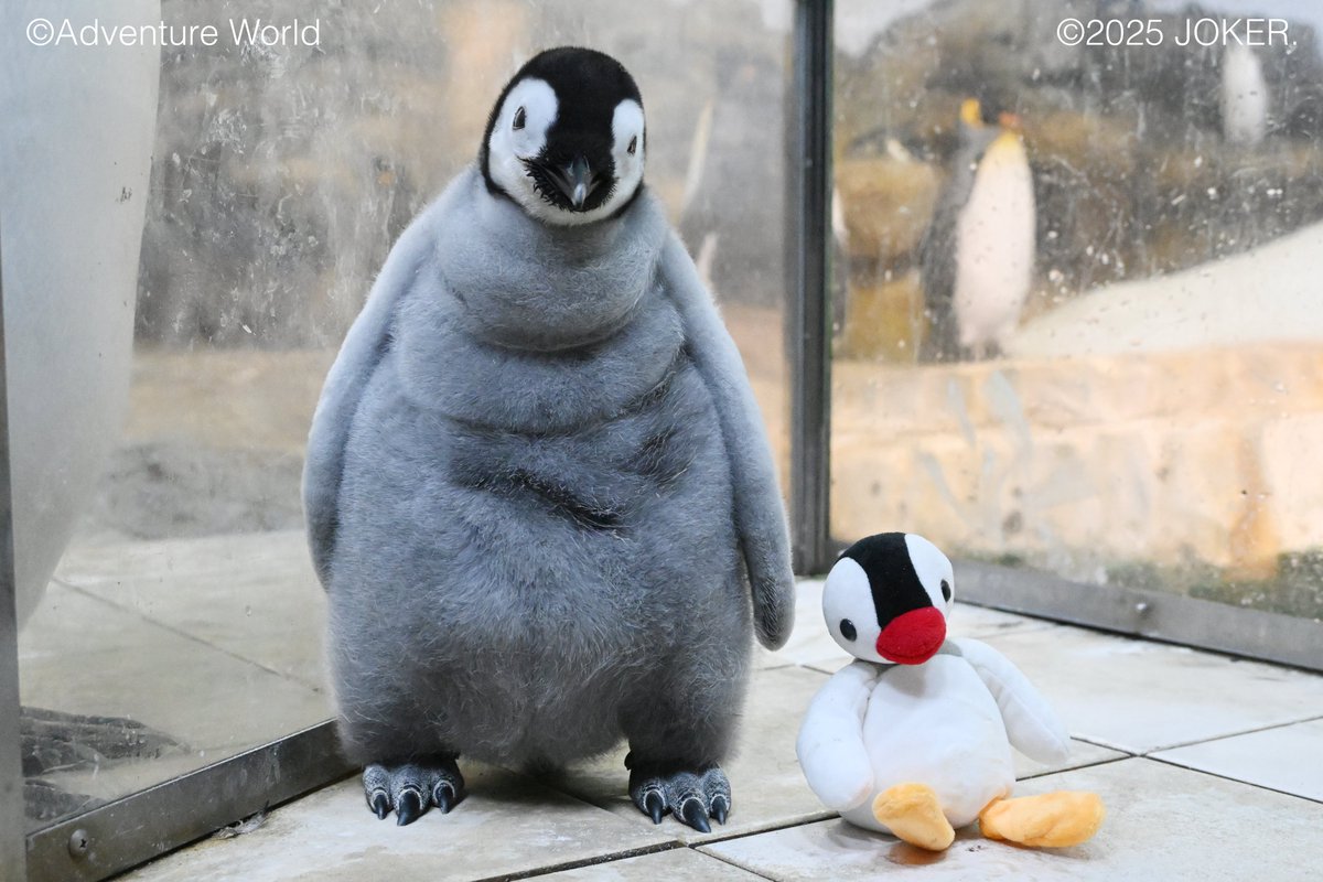ピンガと同じペンギンの赤ちゃん すくすく成長！🐧50日齢／ 9月30日に