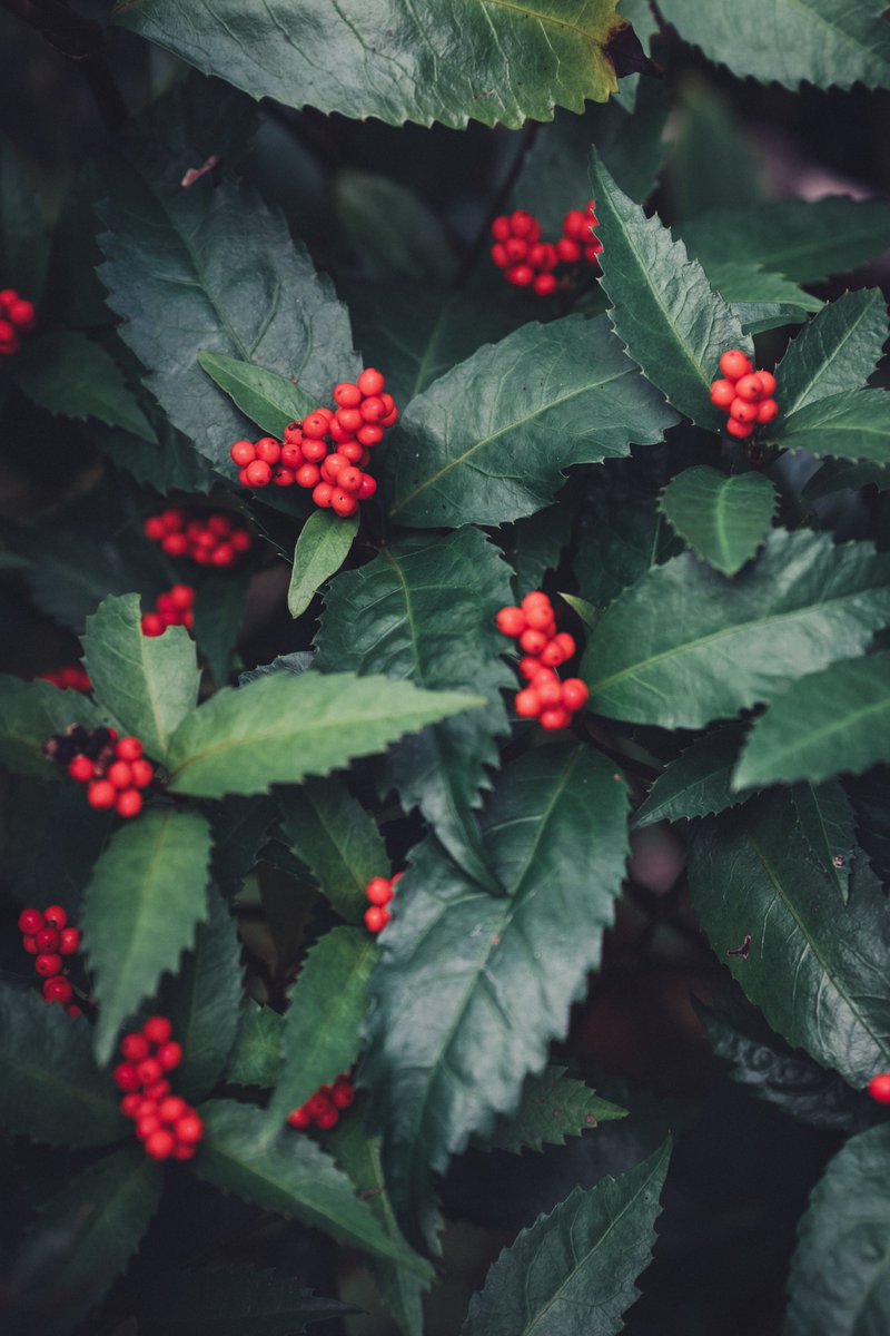 センリョウ #季節の花 ＼ 寒い冬でもふくよかな実をつけ、生命力に満ち