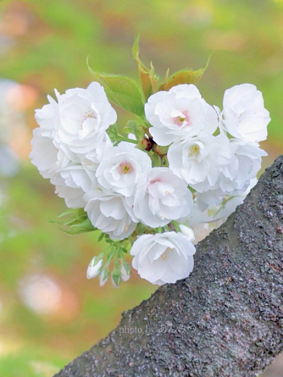 ☆あんみつ☆ (@BiDwVv7B2Uh5VYR) / Posts / X