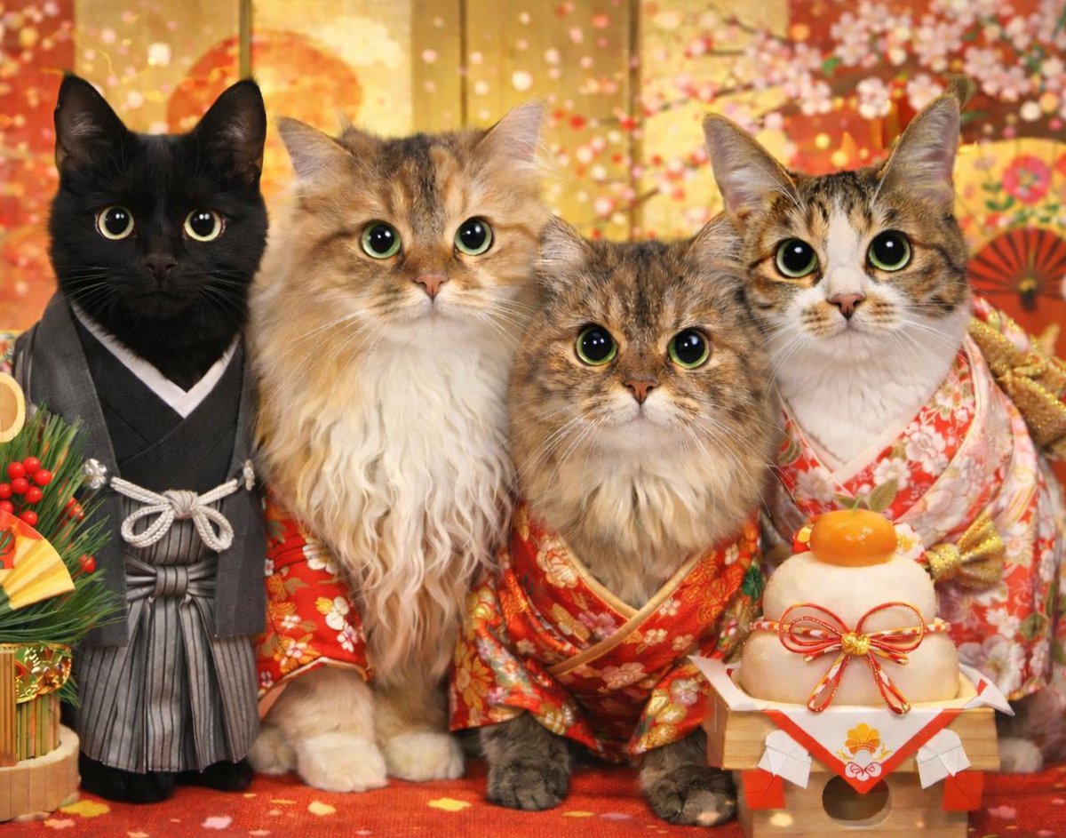 つくきな❤︎ココテテ🐈‍⬛⸒⸒⸒⸒🐾 (@tsukukina971) / Posts / X