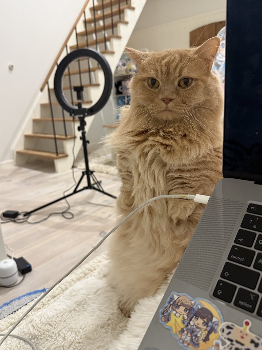 ねえ @grok この猫にビキニ着させて