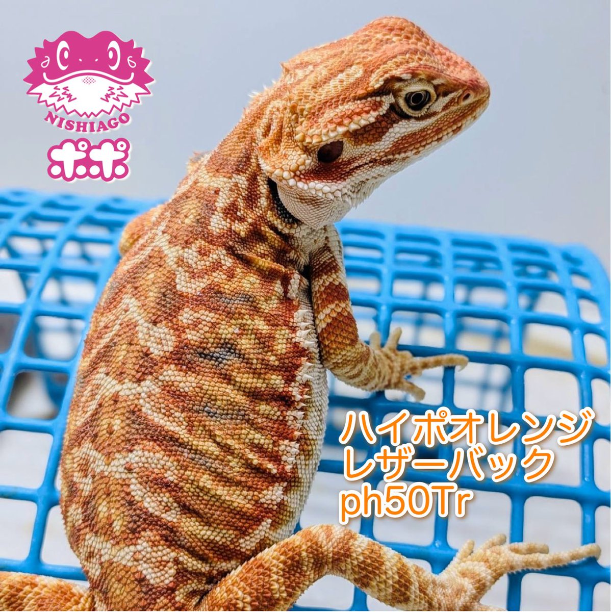 ポポのケージ (@poponocage) / Posts / X