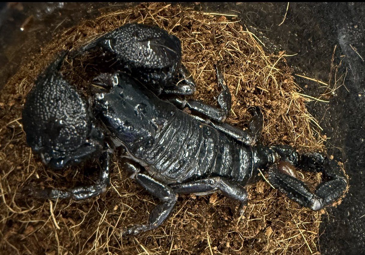 ダイオウサソリ チャグロサソリ 多数新入舎いたしました⭐️ 詳細は