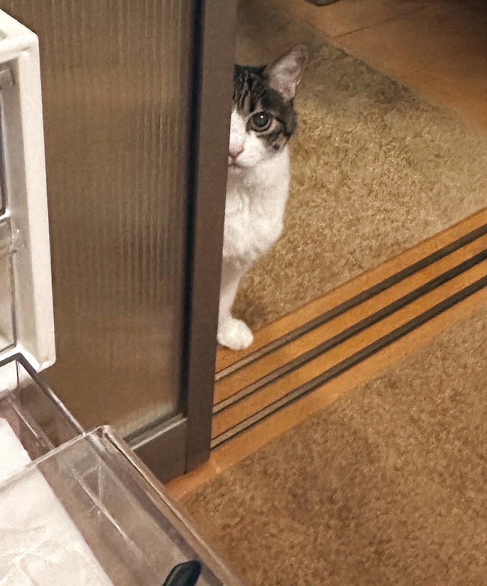 ねこさん🦉元保護猫フクロウ (@necosan__cat) / Posts / X