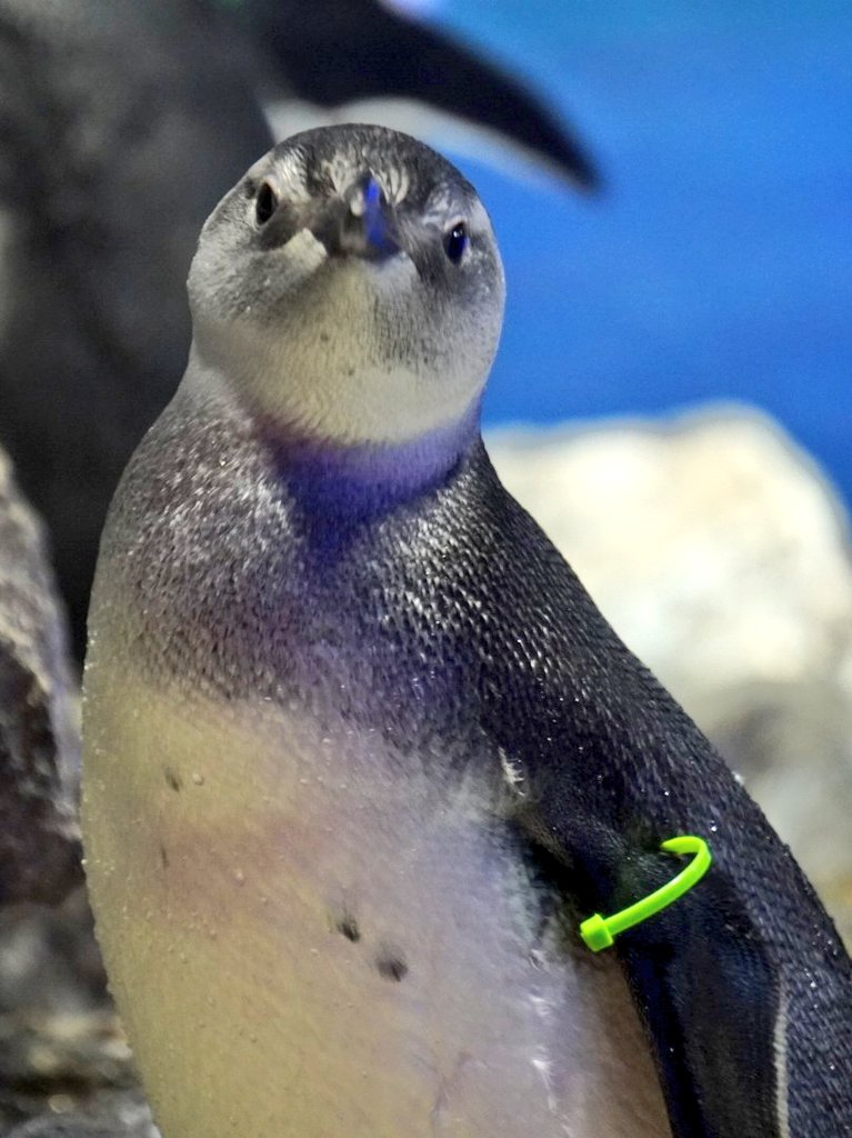 ペンギンピアス ミオハルタカ お好きな方に ペンギンピアス