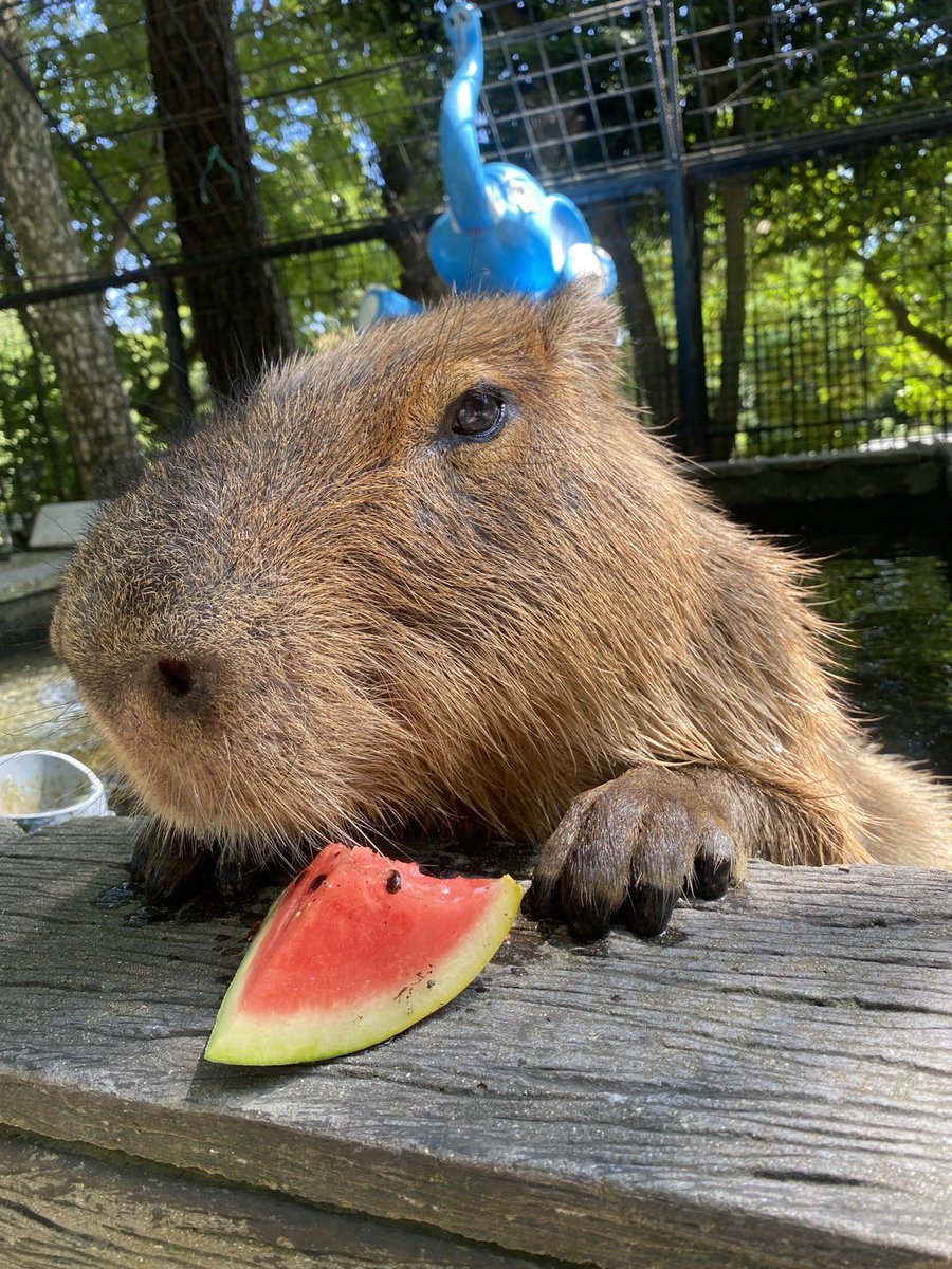 📸【カピバラめいちゃんごちそうタイム🍉】 カピバラのめいちゃん
