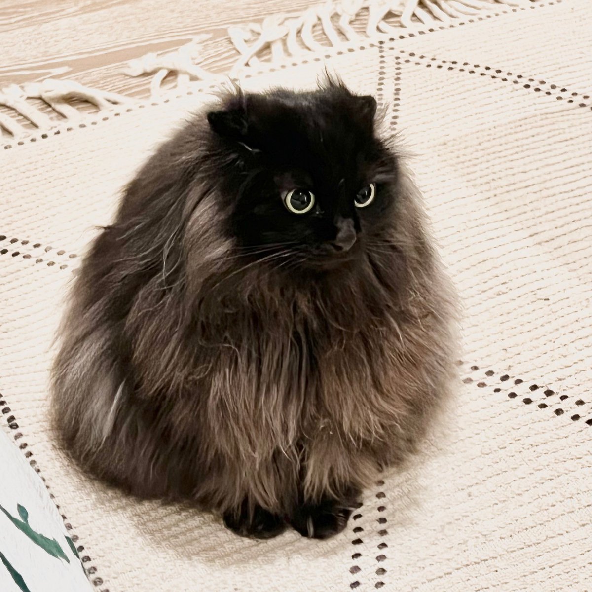 Gz9rH6SbkAAG8rT.jpg?format=jpg