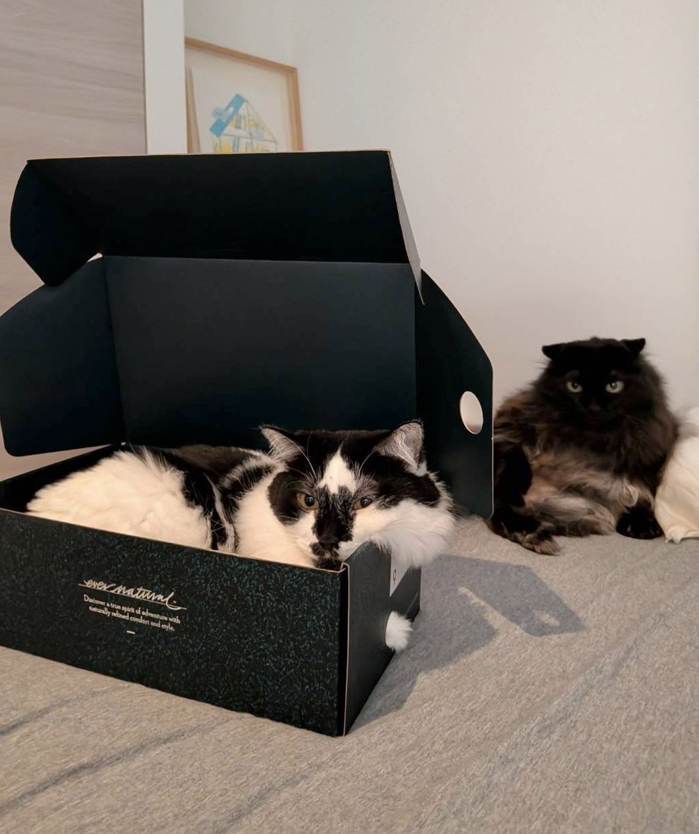 ねこさん🦉元保護猫フクロウ (@necosan__cat) / Posts / X