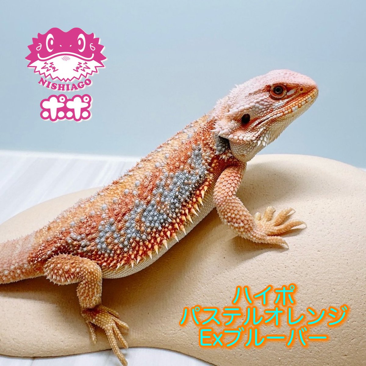 ポポのケージ (@poponocage) / Posts / X