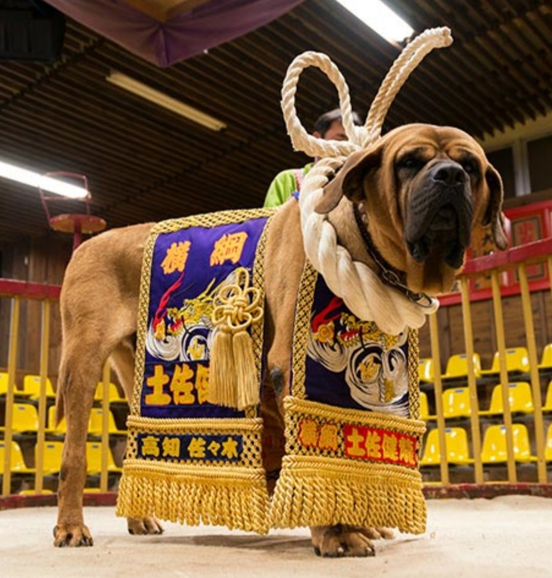 高知県「土佐犬」は、日本原産の犬種である四国犬をベースに、明治時代