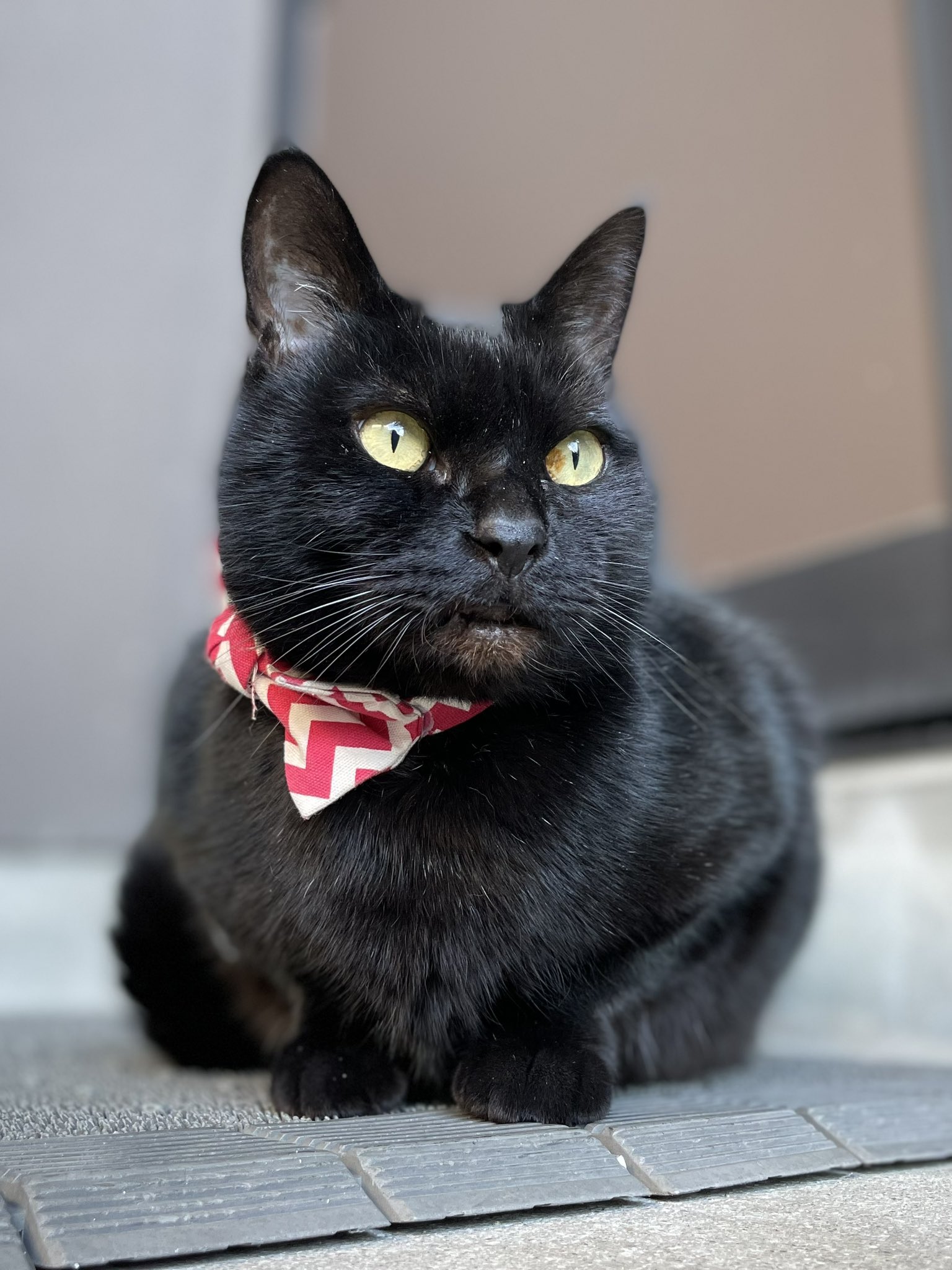 猫千代 0827 猫千代 0827 猫千代 0827 猫千代 0827 カード検索 ｜ Z/X