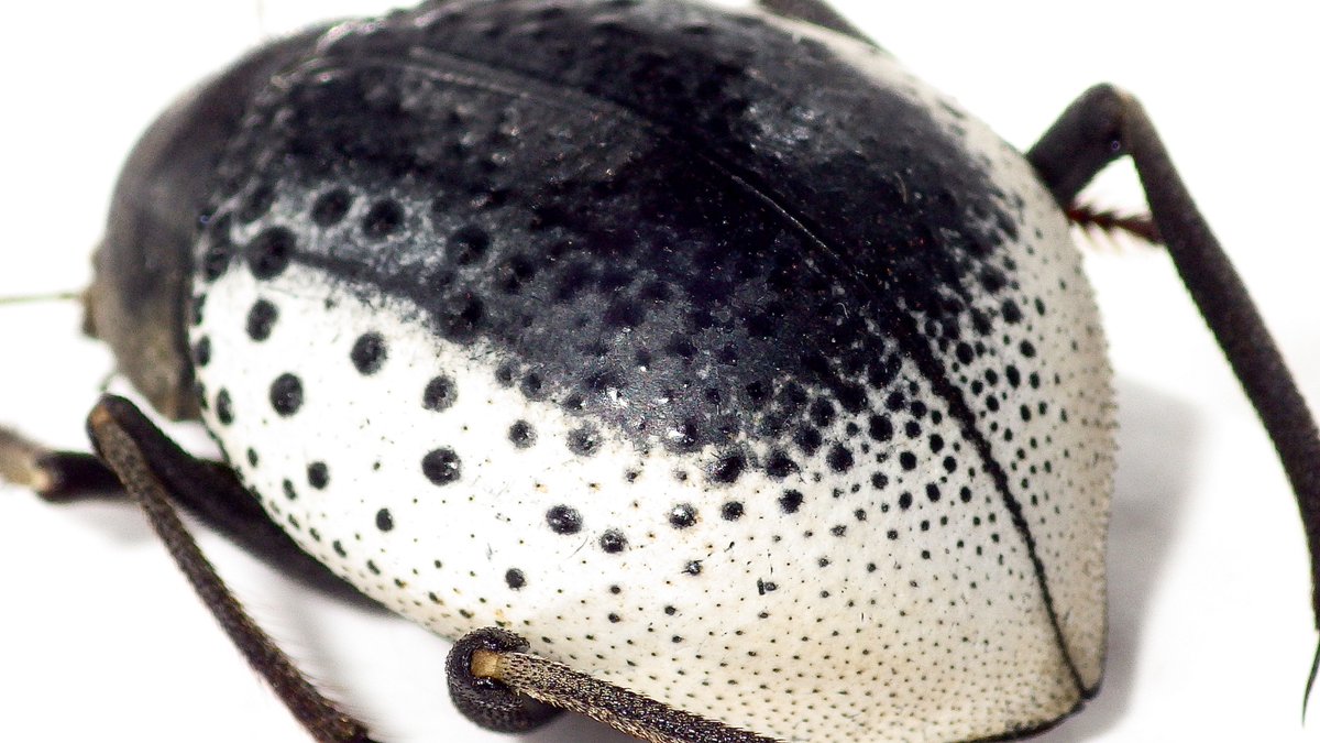 ウズベキスタンのゴミムシダマシ🇺🇿 Pisterotarsa kiritschenkoi 鞘翅