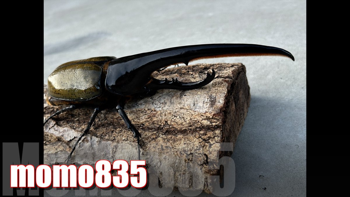 chaser1106 (@chaser1106_SDU) / Posts / X