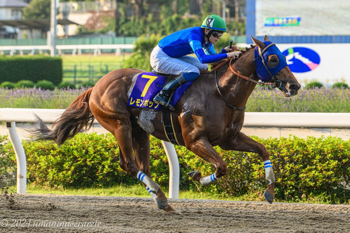 2024.6.19 浦和競馬場 さきたま杯 レモンポップ×坂井瑠星