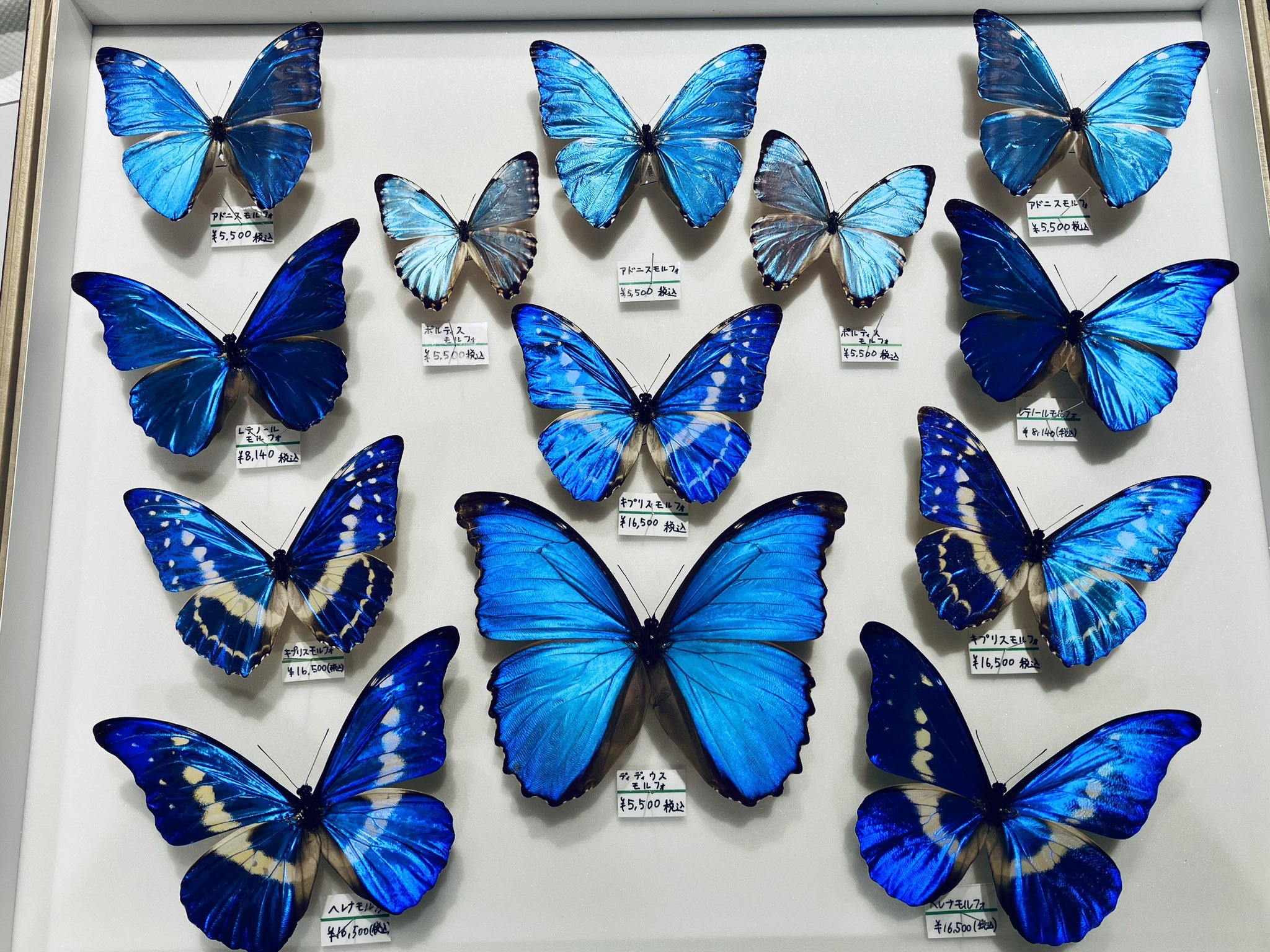 蝶 標本 ヘレナモルフォ ペルー産 乾燥 欠損あり 蝶 標本 ヘレナ