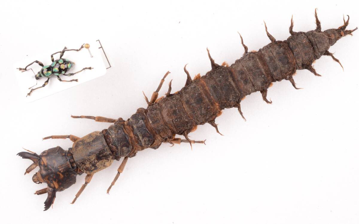 ヤフオク！商品紹介】 これぞ珍奇中の珍奇！ 世界最大種オオキバ