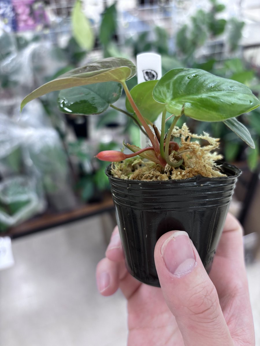 Homalomena sp. 緑心 Sumatera Utara 【ZOE0924-3p】 葉柄が