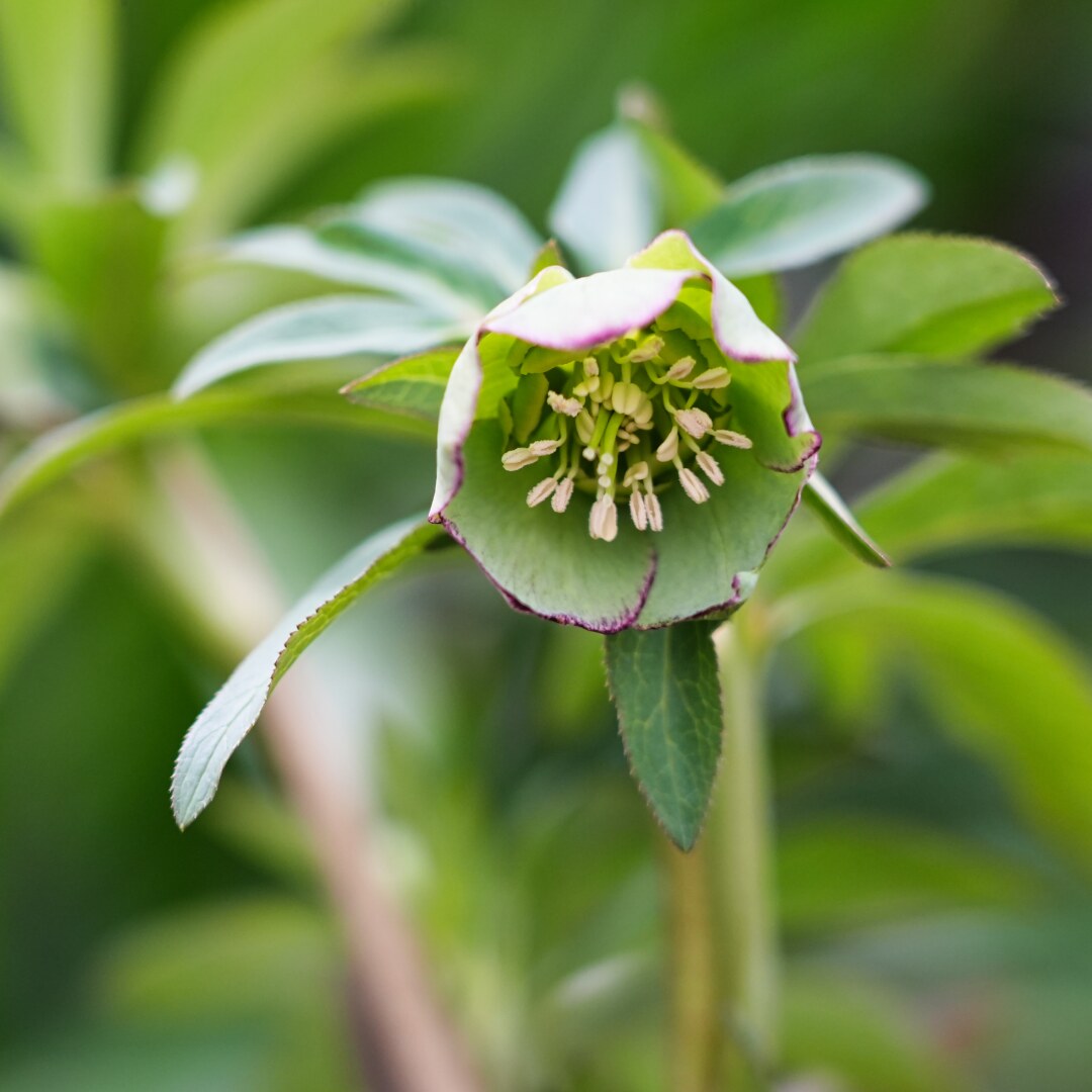 音ノ葉】高橋育苗のクリスマスローズが新入荷‼ 3月15日（土）から販売