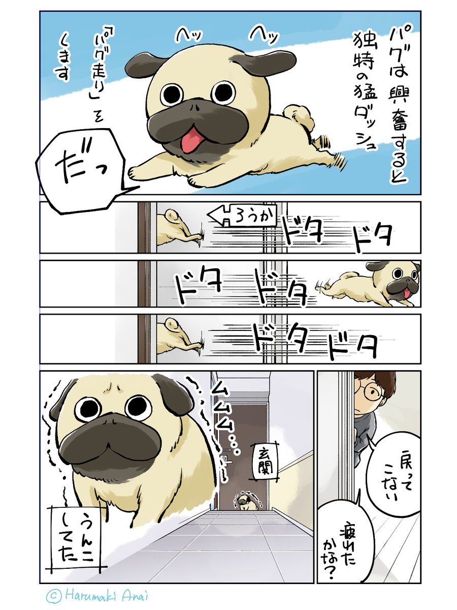 パグは「パグ走り」というへんてこなダッシュをする犬 | 新井春巻