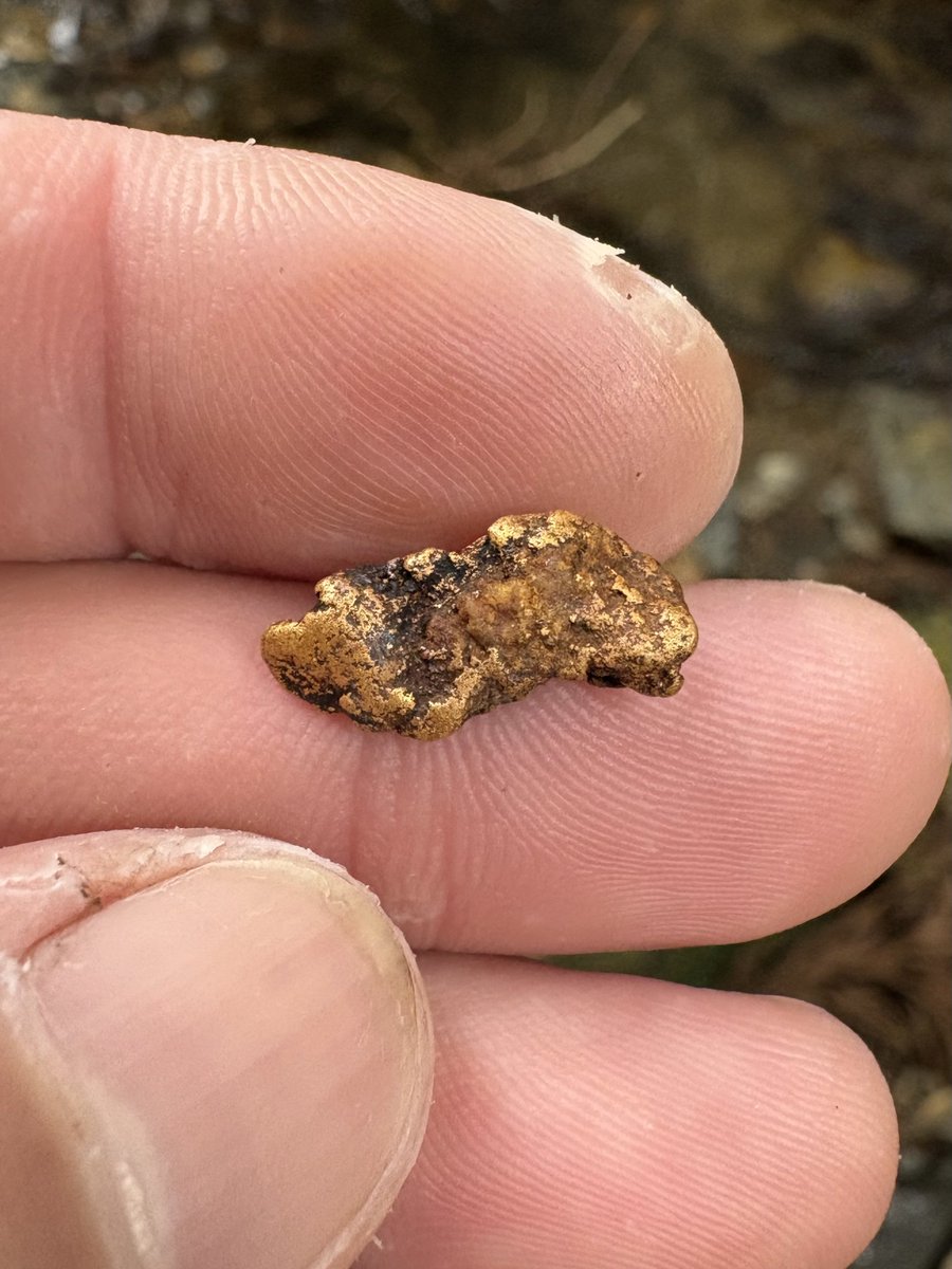 砂金塊(2.65g)GET‼️ 今日とある川で砂金を採取していて砂金の塊を発見