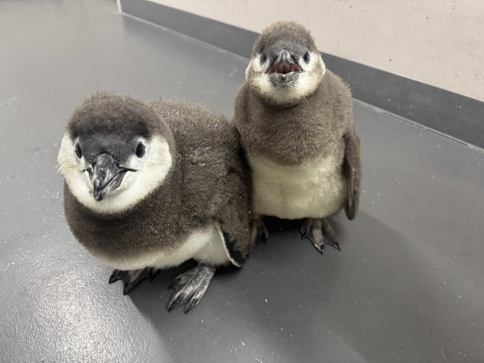 ペンギンピアス ミオハルタカ お好きな方に ペンギンピアス