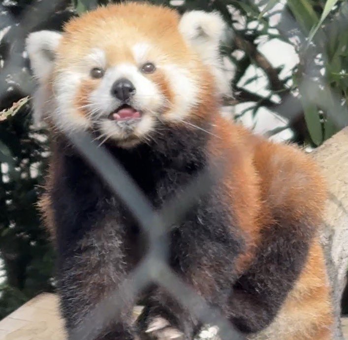 redpanda