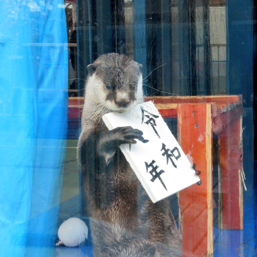 ツメナシカワウソ