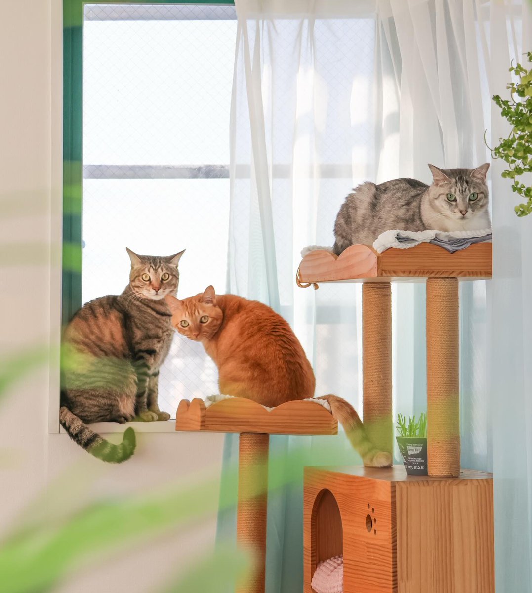 3にゃん一緒のご紹介は初めて！ 嬉しい☺️ （立ち位置も完璧