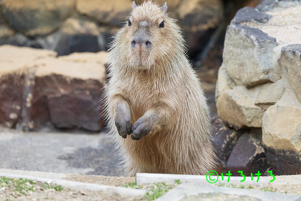 うさ＠カピバラだらけ (@usa0831) / Posts / X