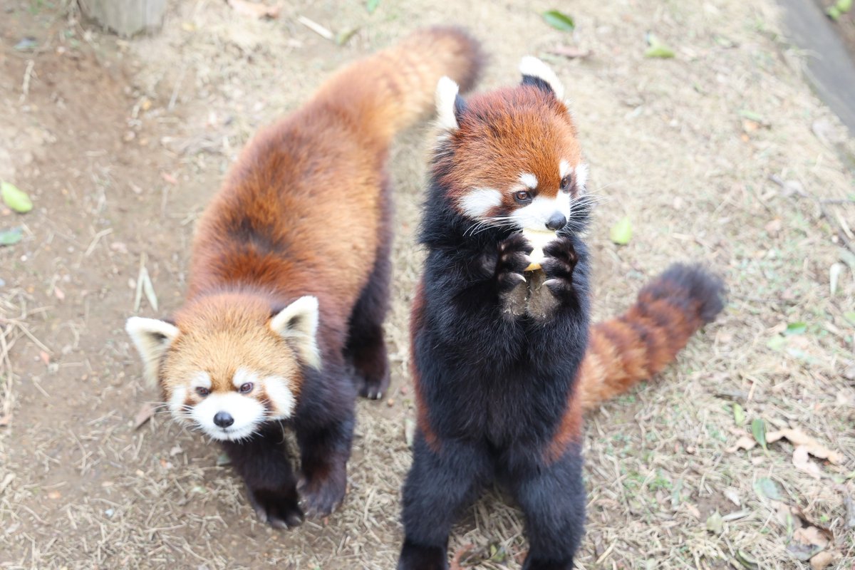 リンゴを食べるときだけは近づけます 2026/2/23📷 #鯖江市西山動物園