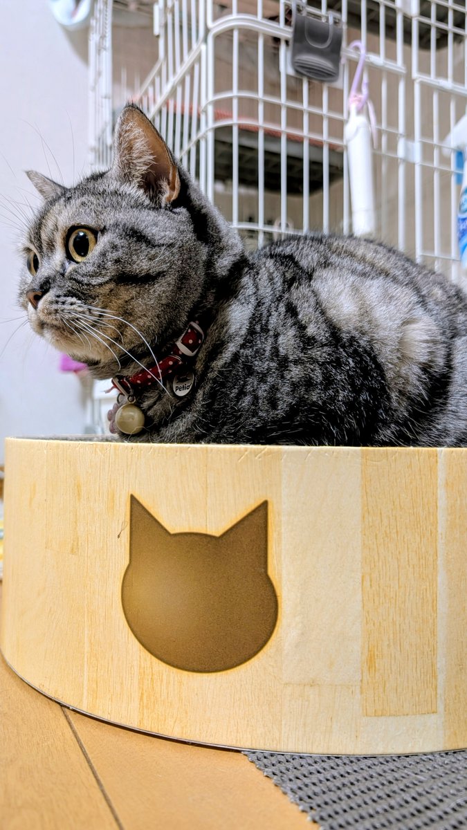 今日も一日お疲れちゃん #猫 #ネコ #猫のいる暮らし #猫のいる生活