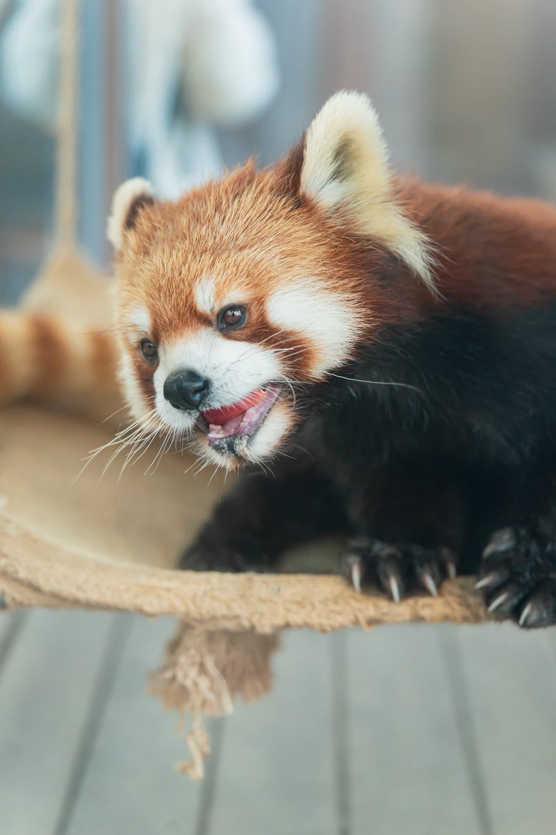 大きなリンゴ🍎もぐもぐ✨☺️ 📸2026.2.18 #八景島シーパラダイス