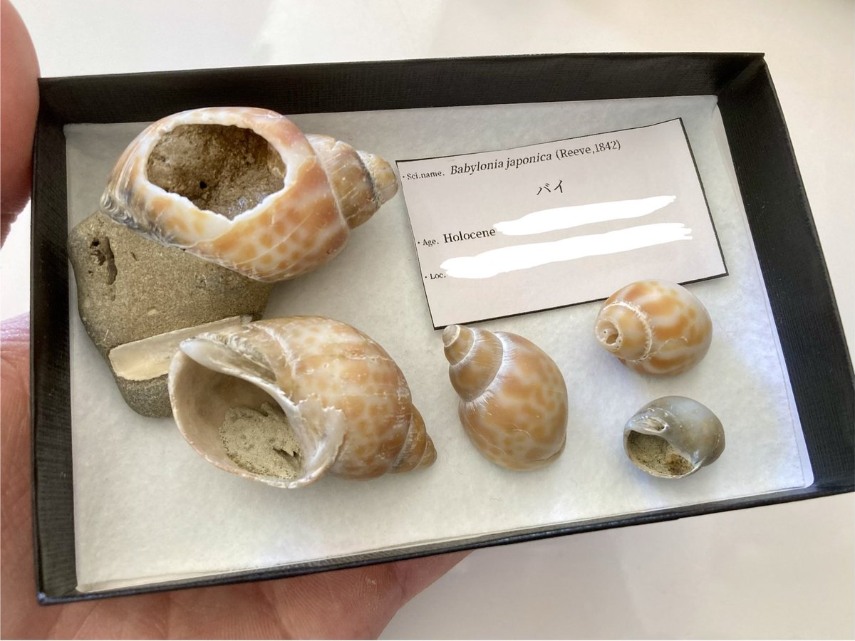 Babylonia japonica (Reeve,1842) バイ🐚 新生代第四紀完新世