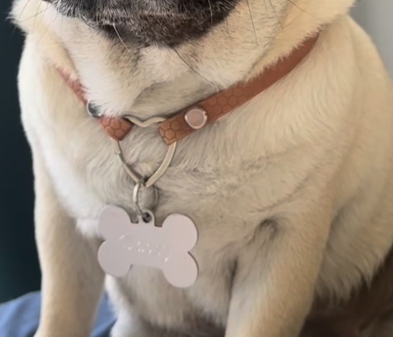 インスタで見つけたチョーカー+ネームタグ。これいいな。パグは首輪